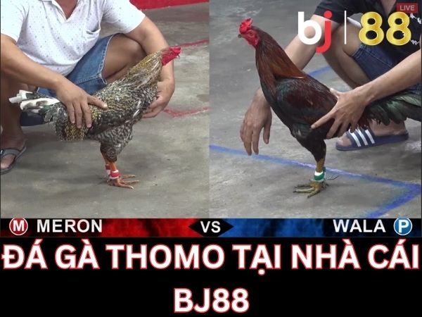 Đá gà thomo tại Bj88