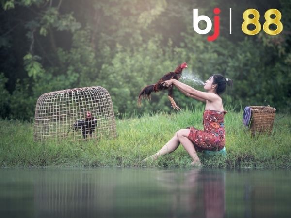 Khuyến mãi đá gà 100% tại nhà cái Bj88 (6)