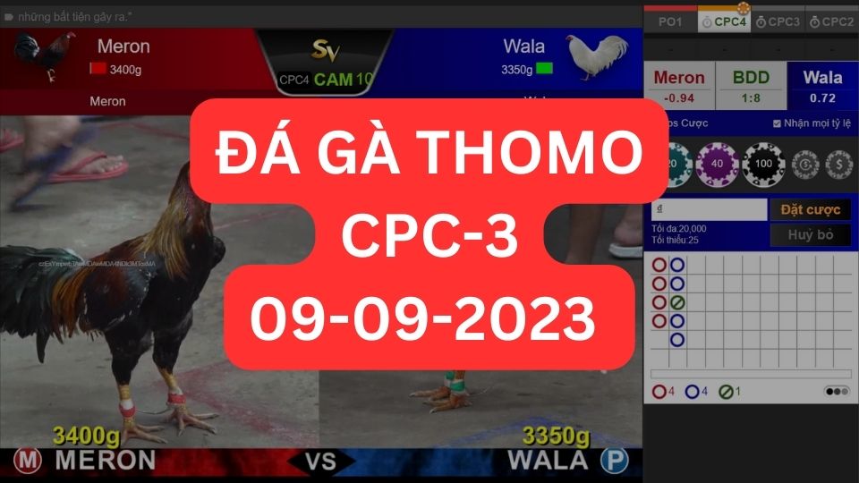 Đá gà thomo CPC3 09-09-2023