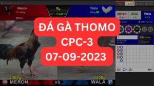 Đá gà thomo CPC3 07-09-2023