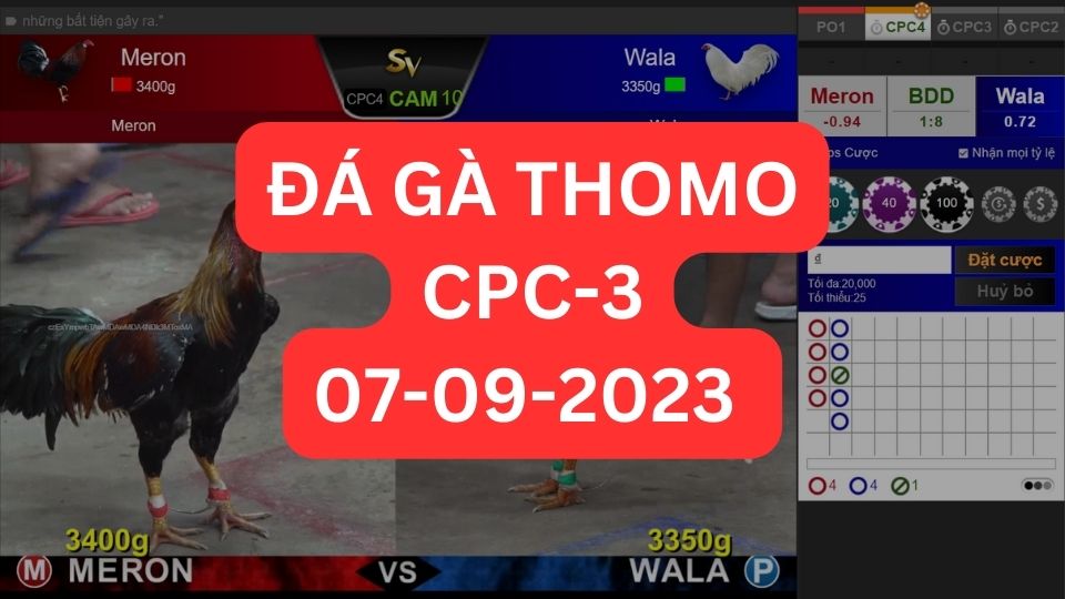 Đá gà thomo CPC3 07-09-2023