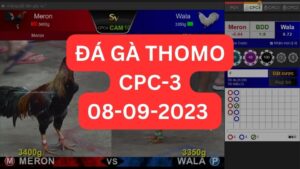 Đá gà thomo CPC3 08-09-2023