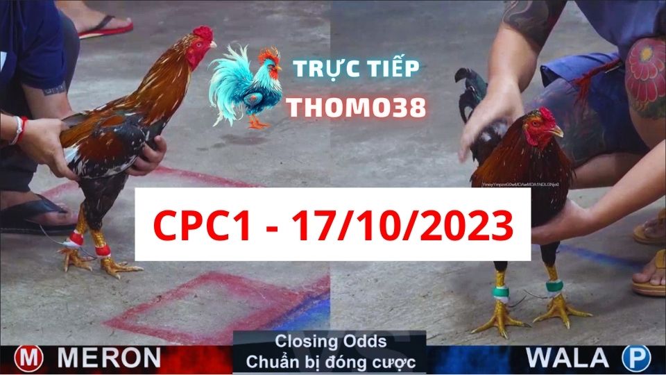 Đá gà thomo CPC1 17-10-2023