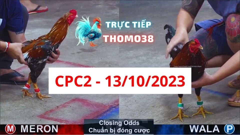 Đá gà thomo CPC2 13-10-2023