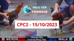 Đá gà thomo CPC2 15-10-2023