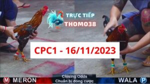 Đá gà thomo CPC1 16-11-2023