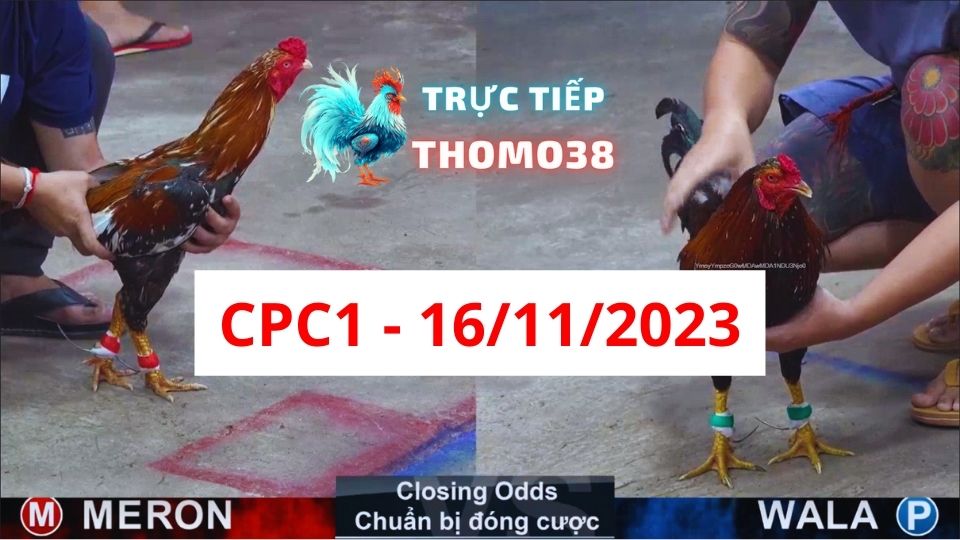 Đá gà thomo CPC1 16-11-2023