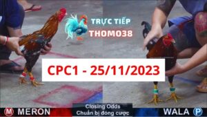 Đá gà thomo CPC1 25-11-2023