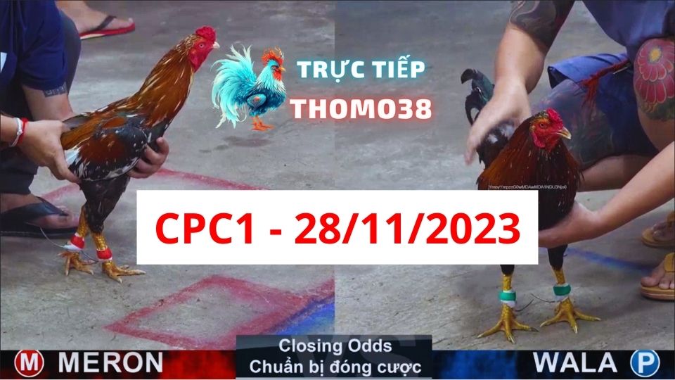 Đá gà thomo CPC1 28-11-2023