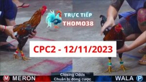 Đá gà thomo CPC2 12-11-2023