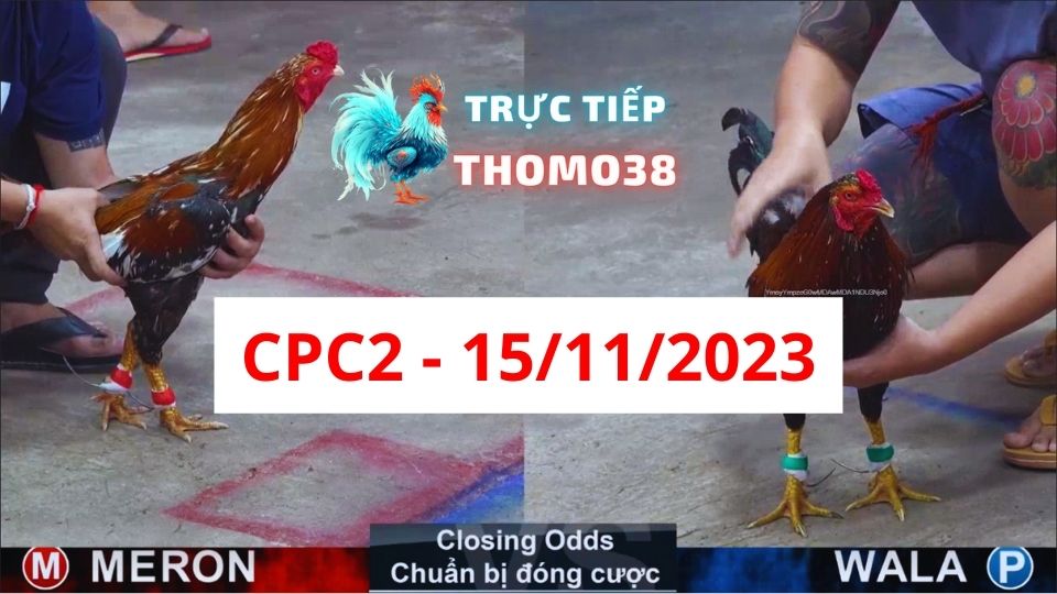 Đá gà thomo CPC2 15-11-2023