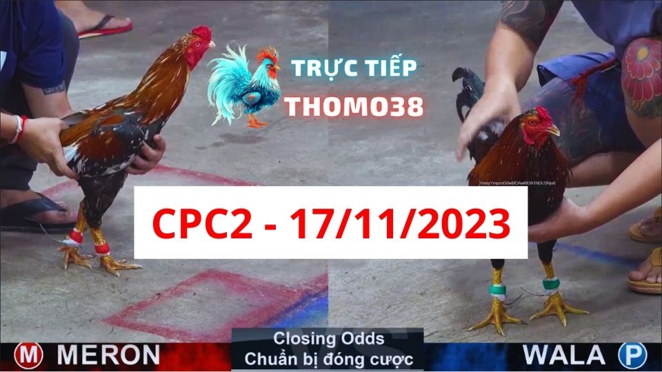 Đá gà thomo CPC2 17-11-2023