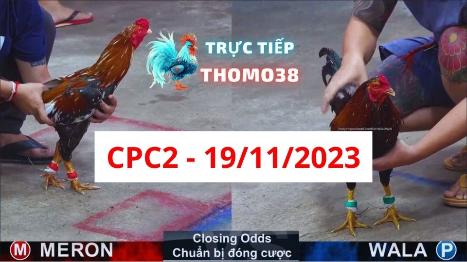 Đá gà thomo CPC2 19-11-2023