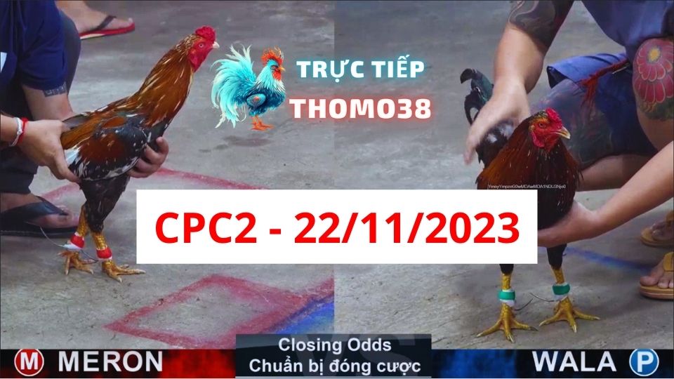 Đá gà thomo CPC2 22-11-2023