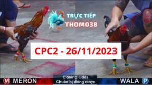 Đá gà thomo CPC2 26-11-2023