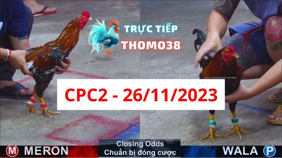 Đá gà thomo CPC2 26-11-2023