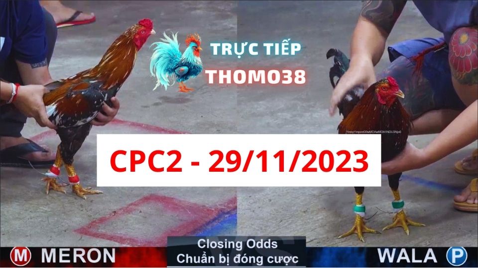 Đá gà thomo CPC2 29-11-2023