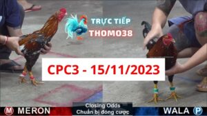 Đá gà thomo CPC3 15-11-2023