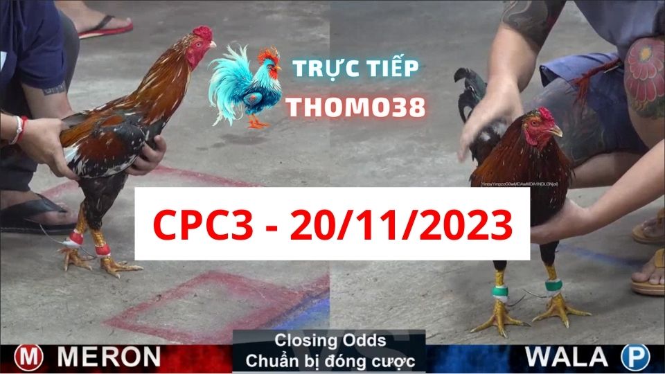 Đá gà thomo CPC3 20-11-2023