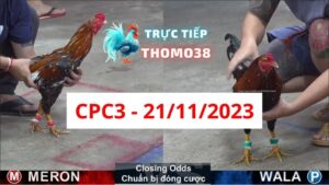 Đá gà thomo CPC3 21-11-2023