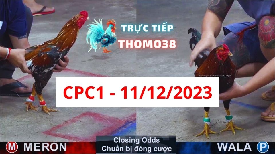 Đá gà thomo CPC1 11-12-2023