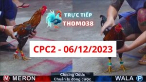 Đá gà thomo CPC2 06-12-2023