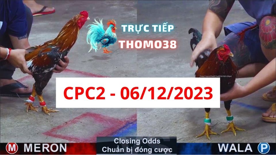 Đá gà thomo CPC2 06-12-2023