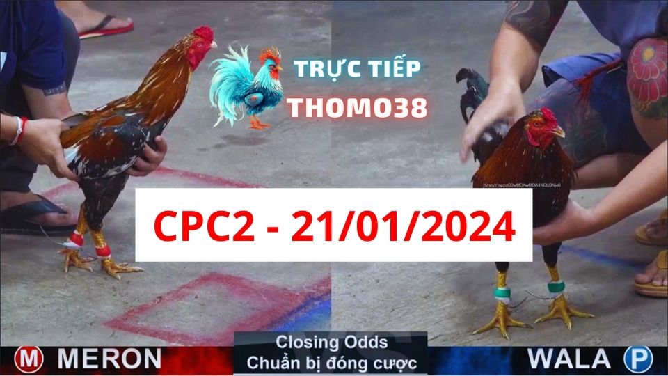 Đá gà thomo CPC2 21-01-2024