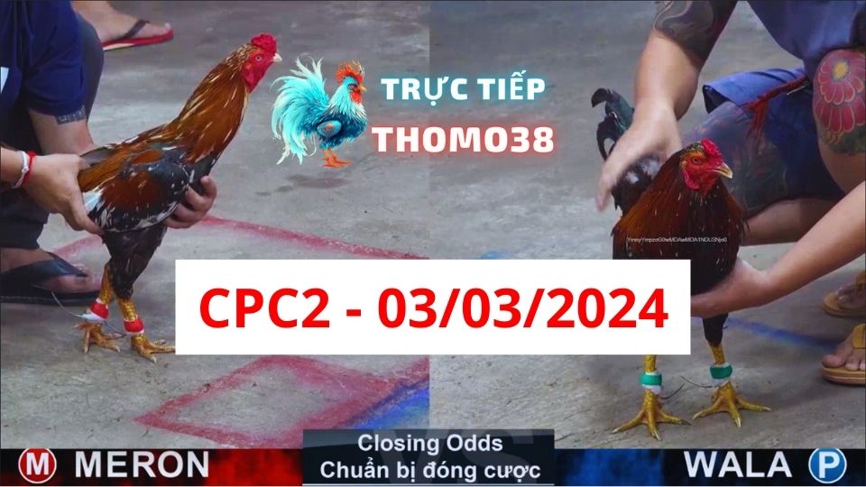 Đá gà thomo CPC2 ngày 03-03-2024