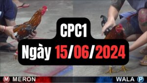 Đá gà thomo CPC1 ngày 15-06-2024