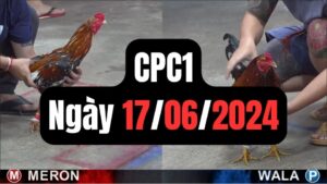 Đá gà thomo CPC1 ngày 17-06-2024