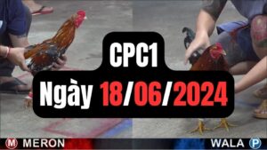 Đá gà thomo CPC1 ngày 18-06-2024