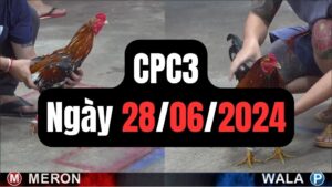 Đá gà thomo CPC3 ngày 28-06-2024