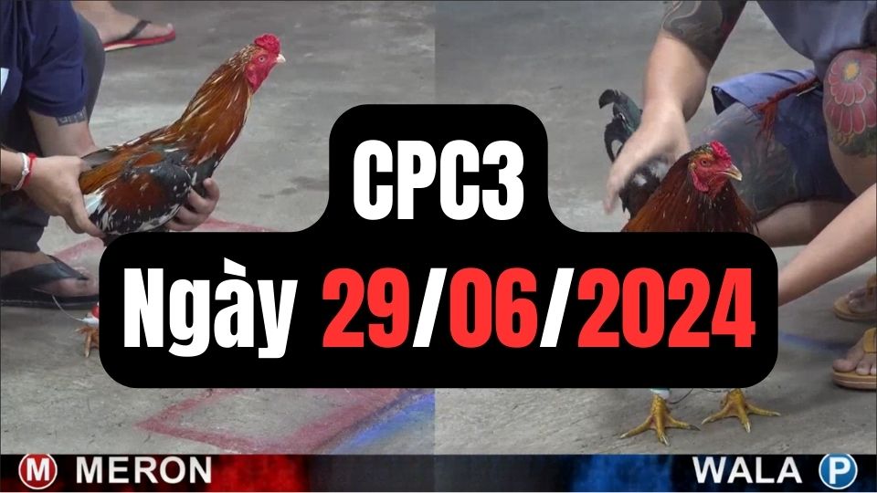 Đá gà thomo CPC3 ngày 29-06-2024