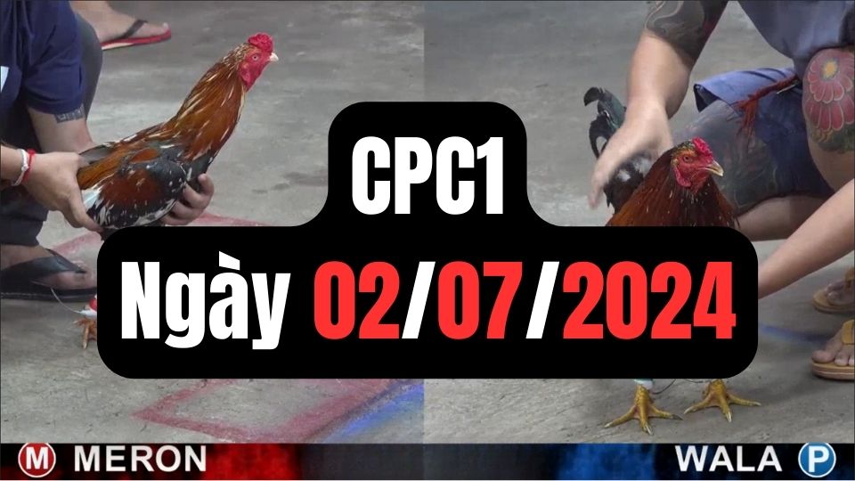 Đá gà thomo CPC1 ngày 02-07-2024