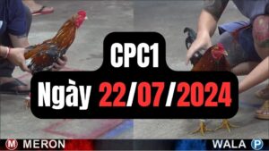 Đá gà thomo CPC1 ngày 22-07-2024