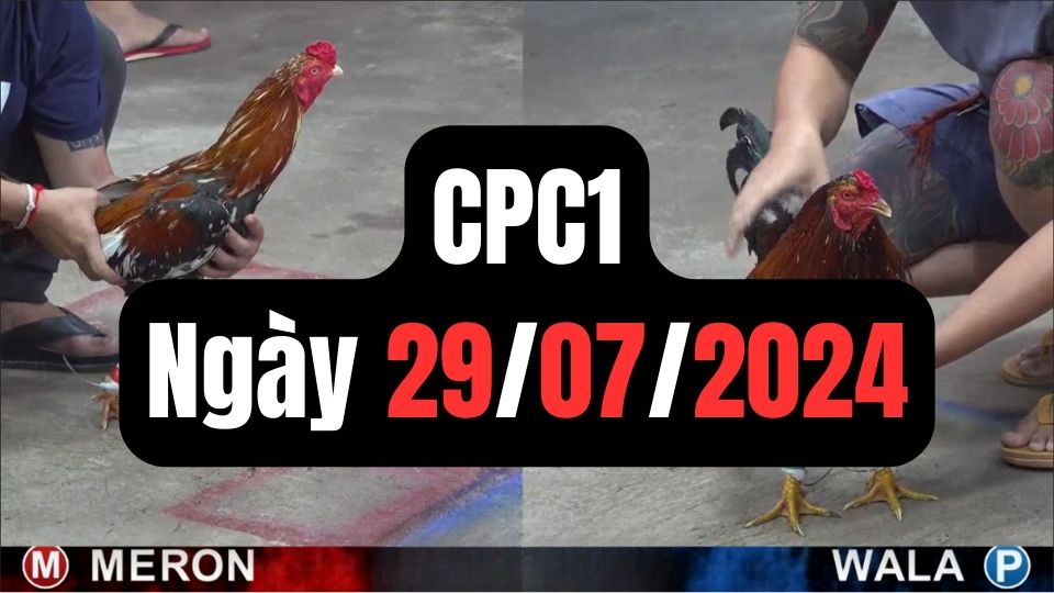 Đá gà thomo CPC1 ngày 29-07-2024