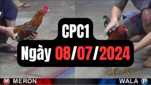 Đá gà thomo CPC1 ngày 08-07-2024