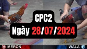 Đá gà thomo CPC2 ngày 28-07-2024