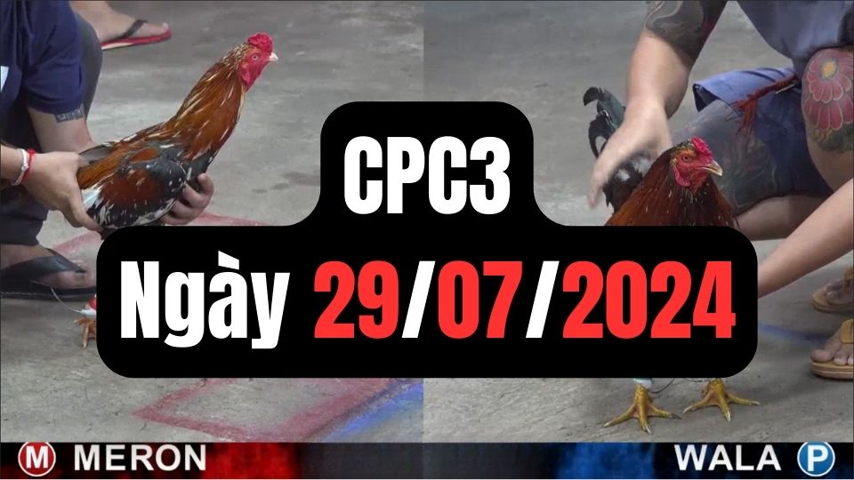 Đá gà thomo CPC3 ngày 29-07-2024