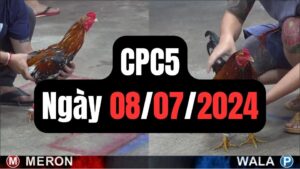 Đá gà thomo CPC5 ngày 08-07-2024