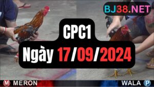 Đá gà thomo CPC1 ngày 17-09-2024