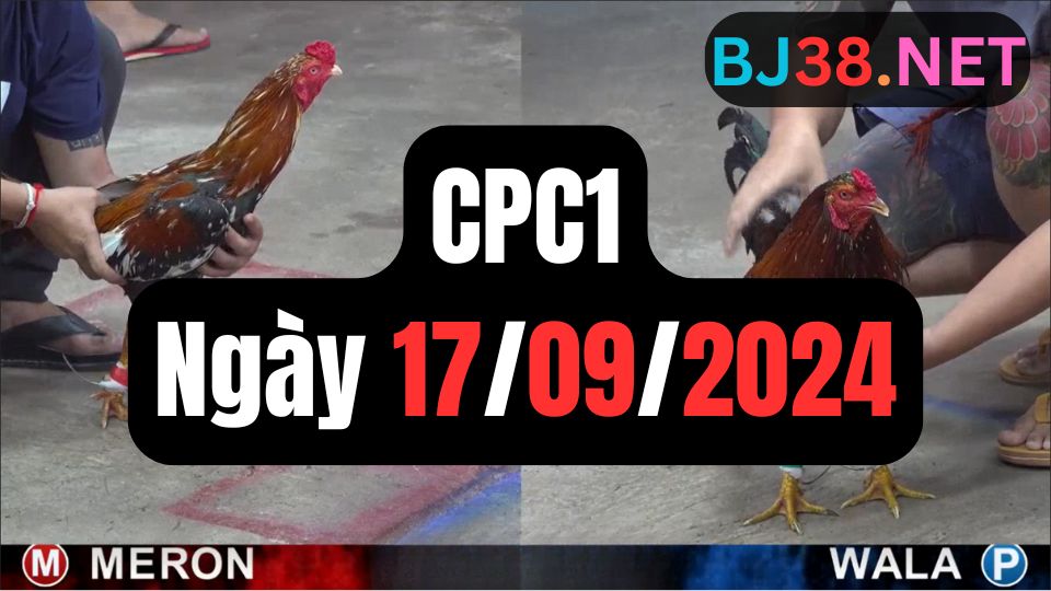 Đá gà thomo CPC1 ngày 17-09-2024