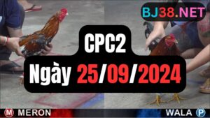 Đá gà thomo CPC2 ngày 25-09-2024