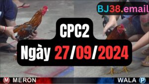 Đá gà thomo CPC2 ngày 27-09-2024