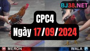 Đá gà thomo CPC4 ngày 17-09-2024