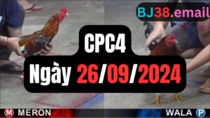 Đá gà thomo CPC4 ngày 26-09-2024