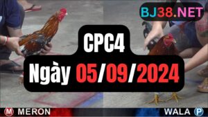 Đá gà thomo CPC4 ngày 05-09-2024