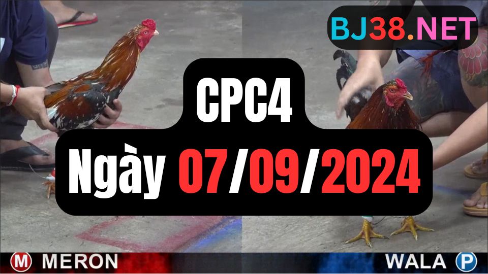 Đá gà thomo CPC4 ngày 07-09-2024