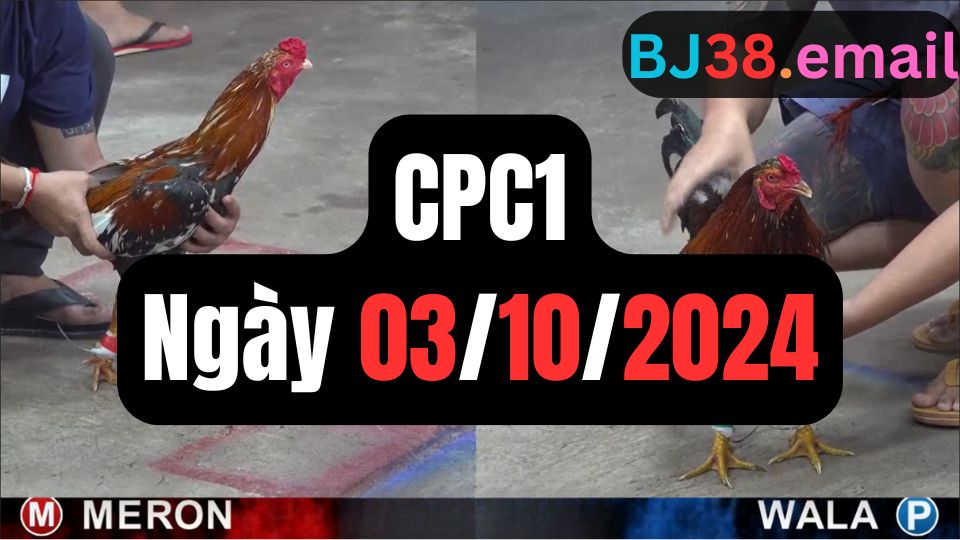 Đá gà thomo CPC1 ngày 03-10-2024